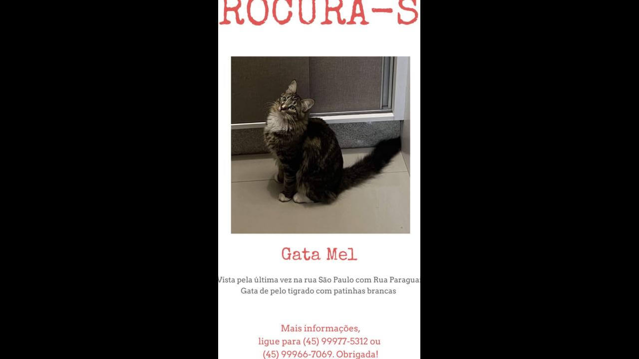 Gata Mel desapareceu no bairro Centro