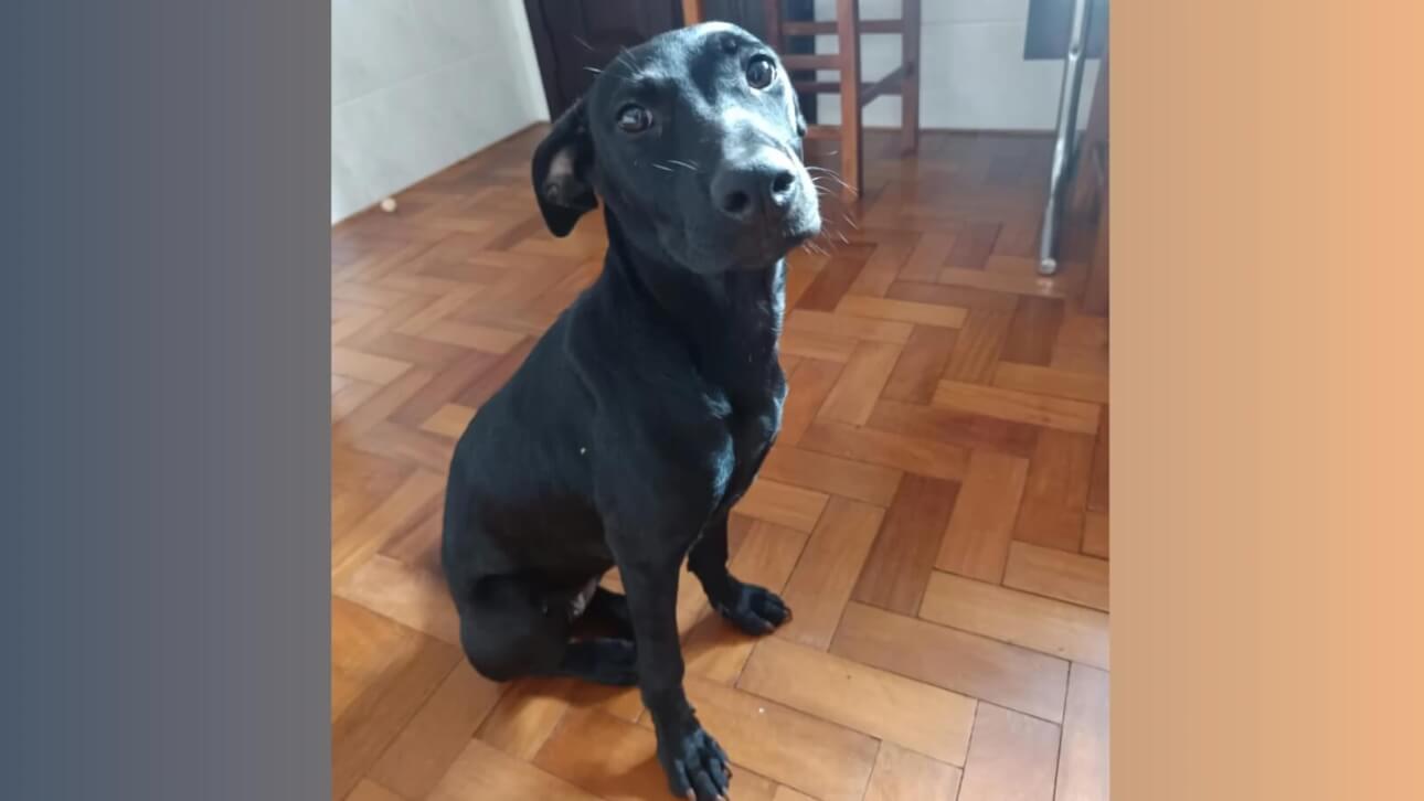 Cachorra Kira desapareceu no bairro Coqueiral