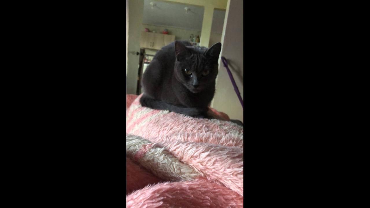 Gata Frida desapareceu no bairro Guarujá
