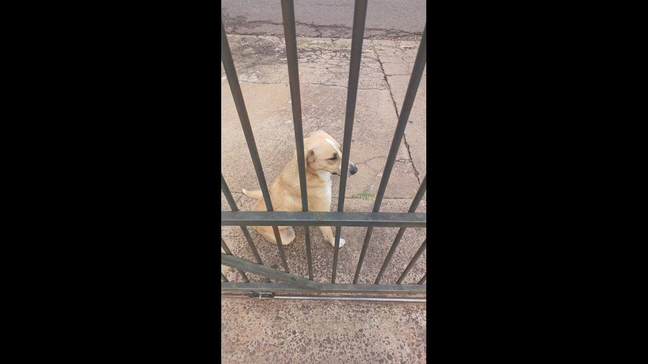 Cachorro é encontrado no bairro Centro