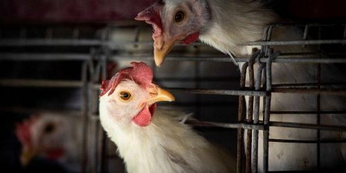 Goiás confirma 1º caso de gripe aviária em galinhas criadas em quintal Imagem referente a Goiás confirma 1º caso de gripe aviária em galinhas criadas em quintal