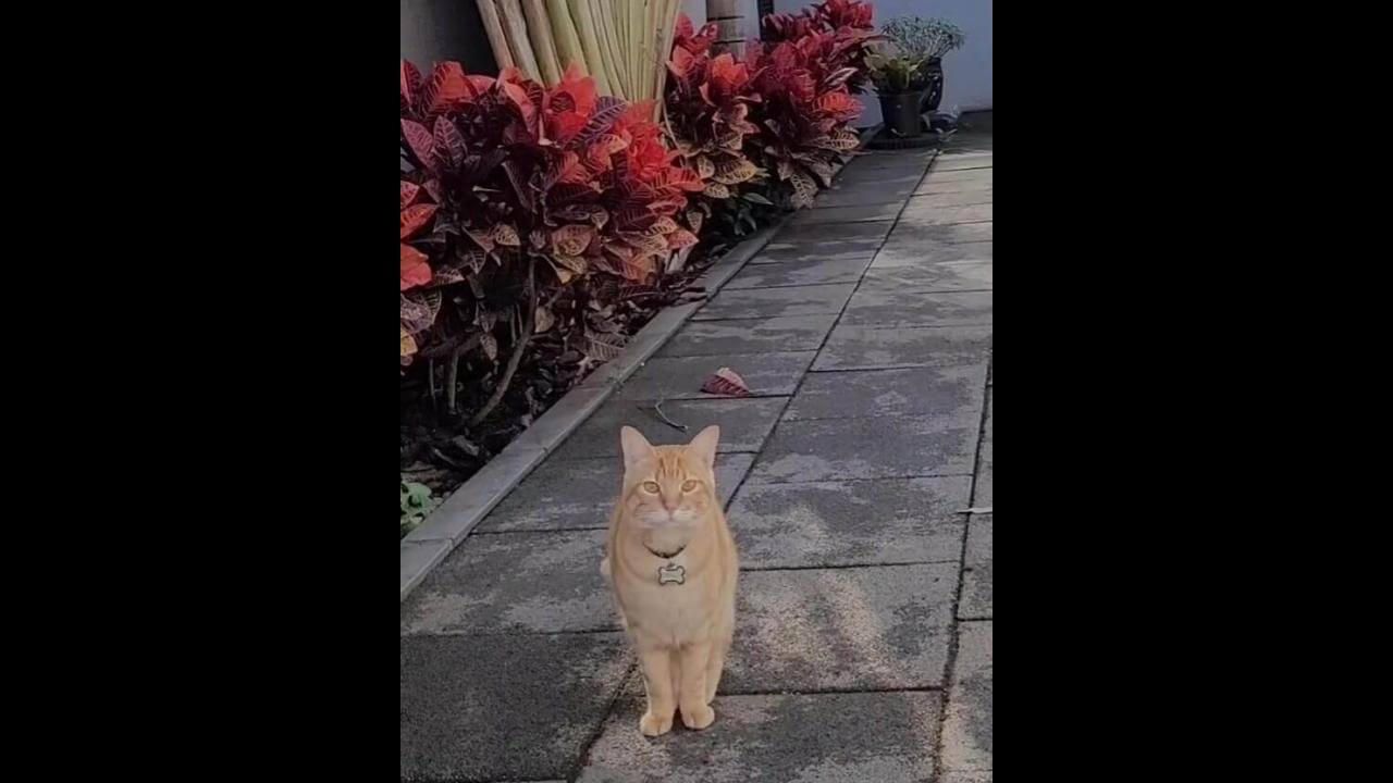 Gato Caio desapareceu no bairro Neva