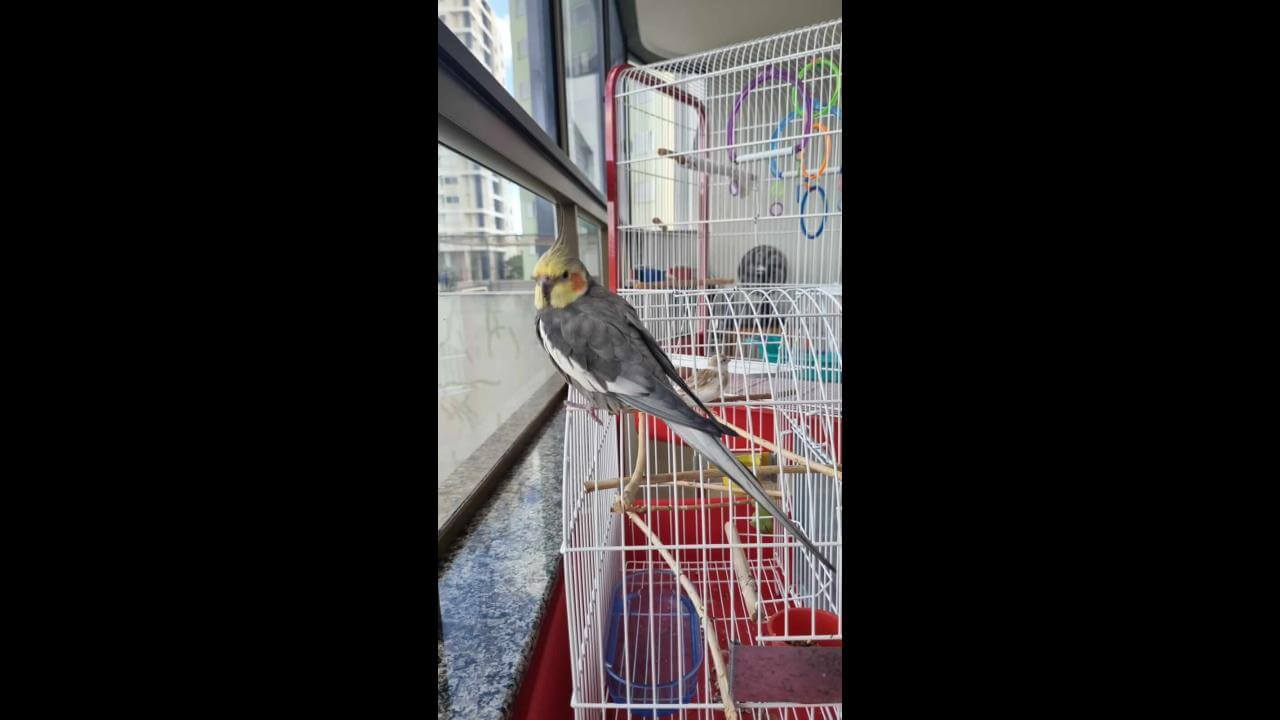Calopsita Teteu desapareceu no bairro Centro