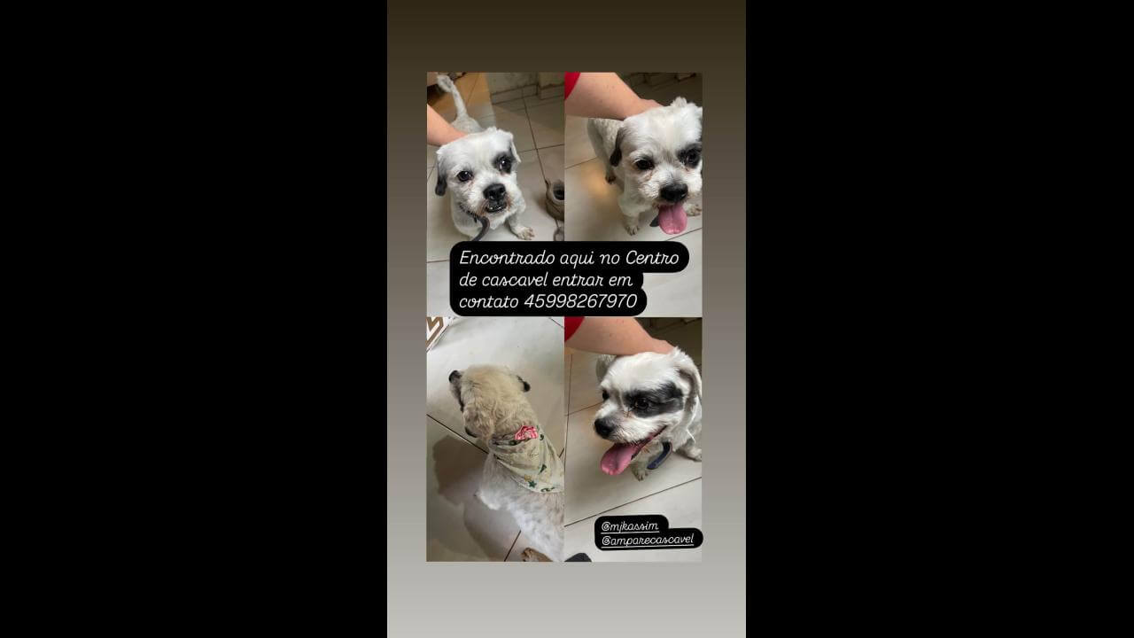 Cachorro é encontrado no bairro Centro