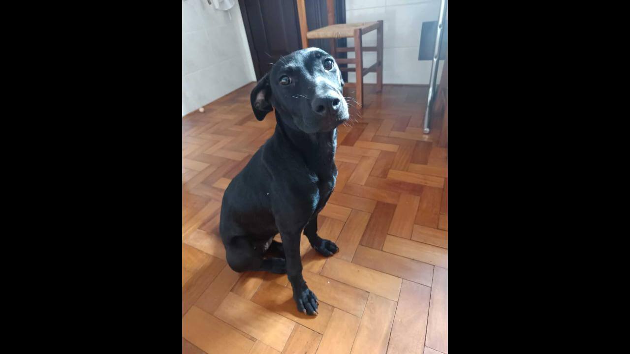 Cachorra Kira desapareceu no bairro Coqueiral