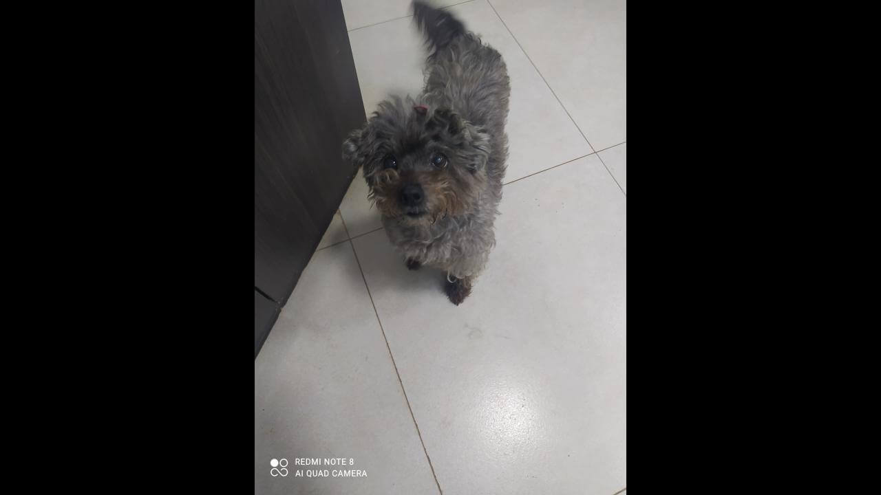 Cachorra Pamela desapareceu no bairro Presidente