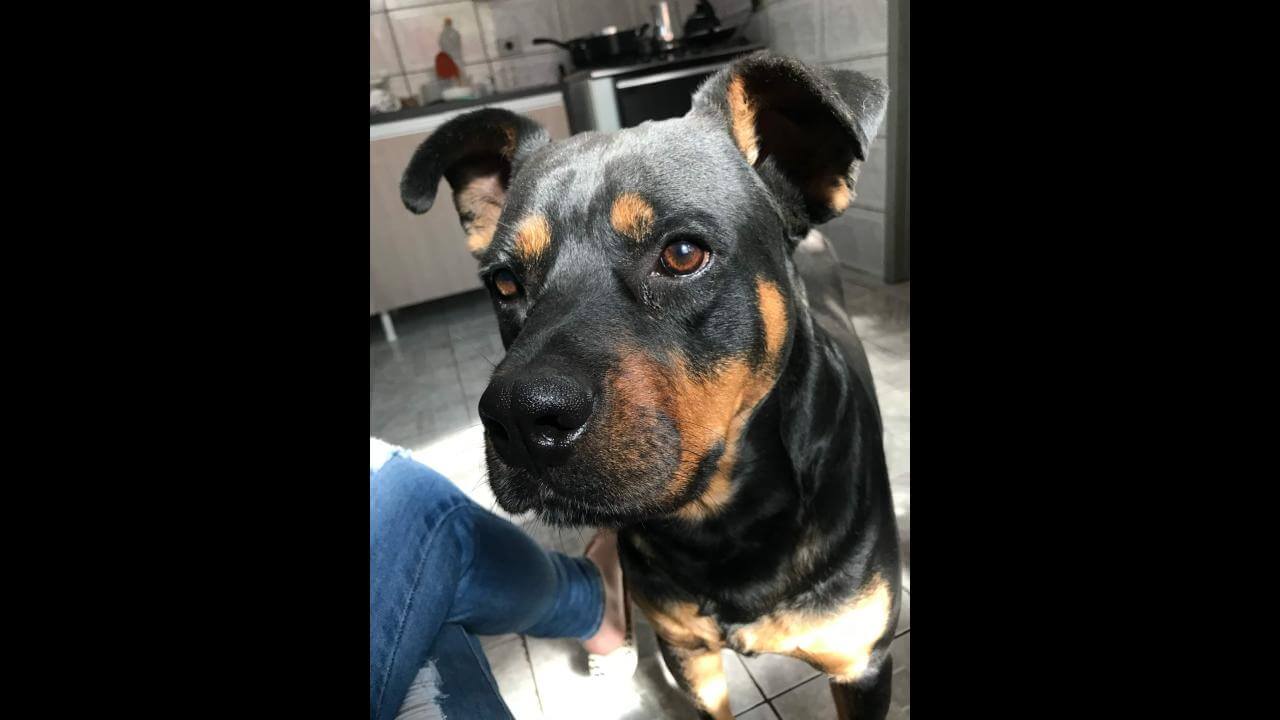 Cachorro Madruga desapareceu no bairro Guarujá