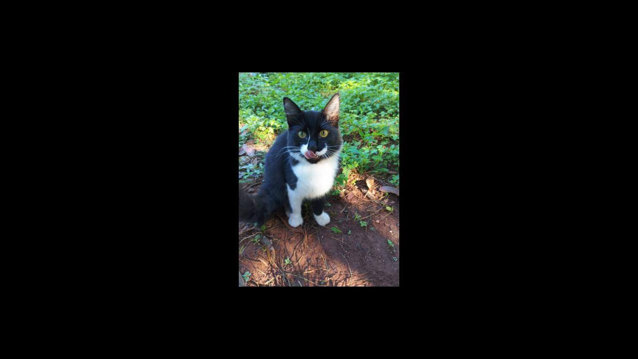 Gata Lola desapareceu no bairro Tropical II