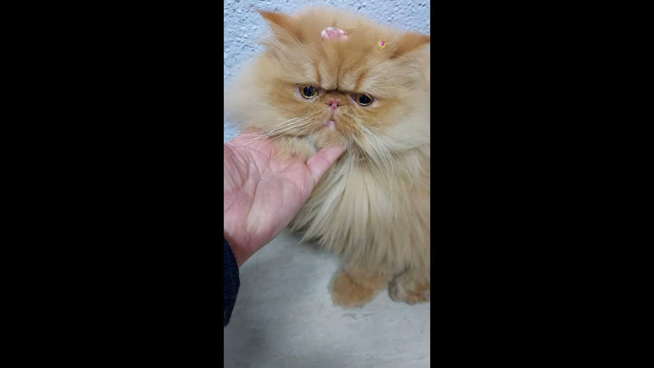 Gata é encontrada no bairro Country