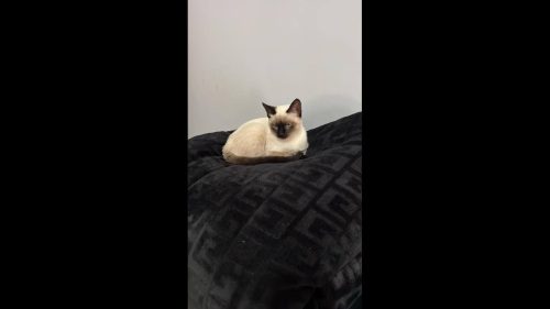 Gata Mima desapareceu no bairro Country Imagem referente a Gata Mima desapareceu no bairro Country