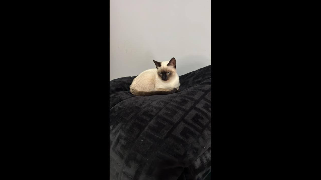 Gata Mima desapareceu no bairro Country