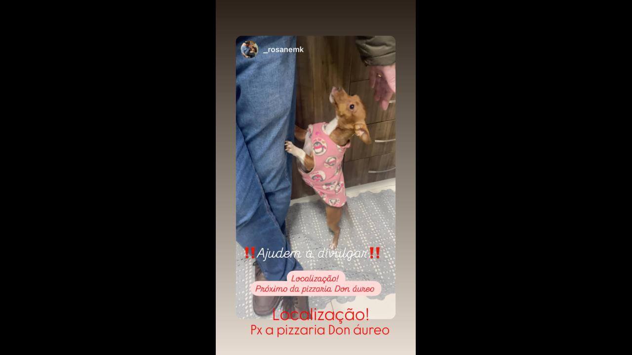 Cachorra é encontrada no bairro Centro