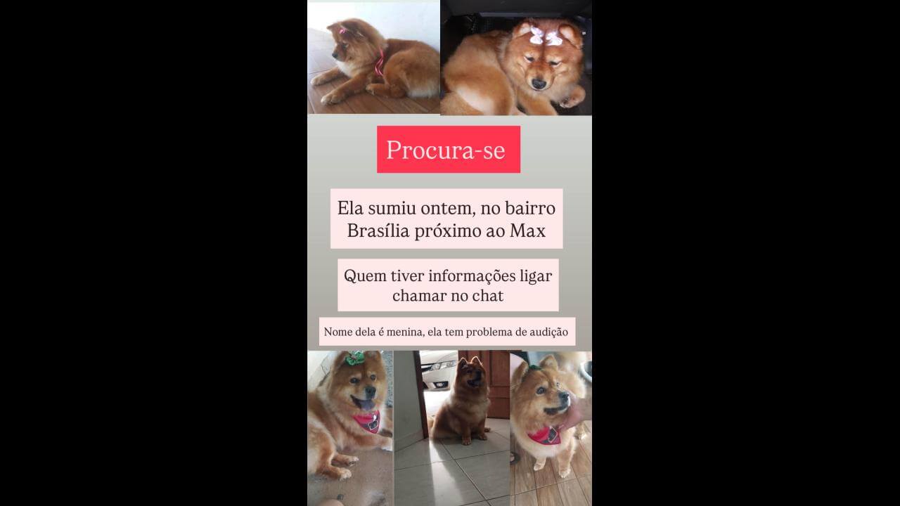 Cachorra Menina desapareceu no bairro Brasília