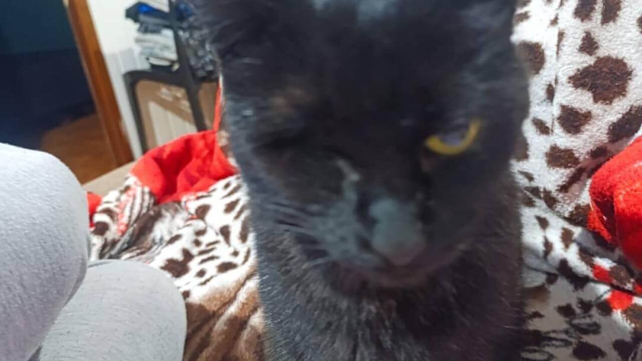 Gato Zeus desapareceu no bairro São Cristóvão