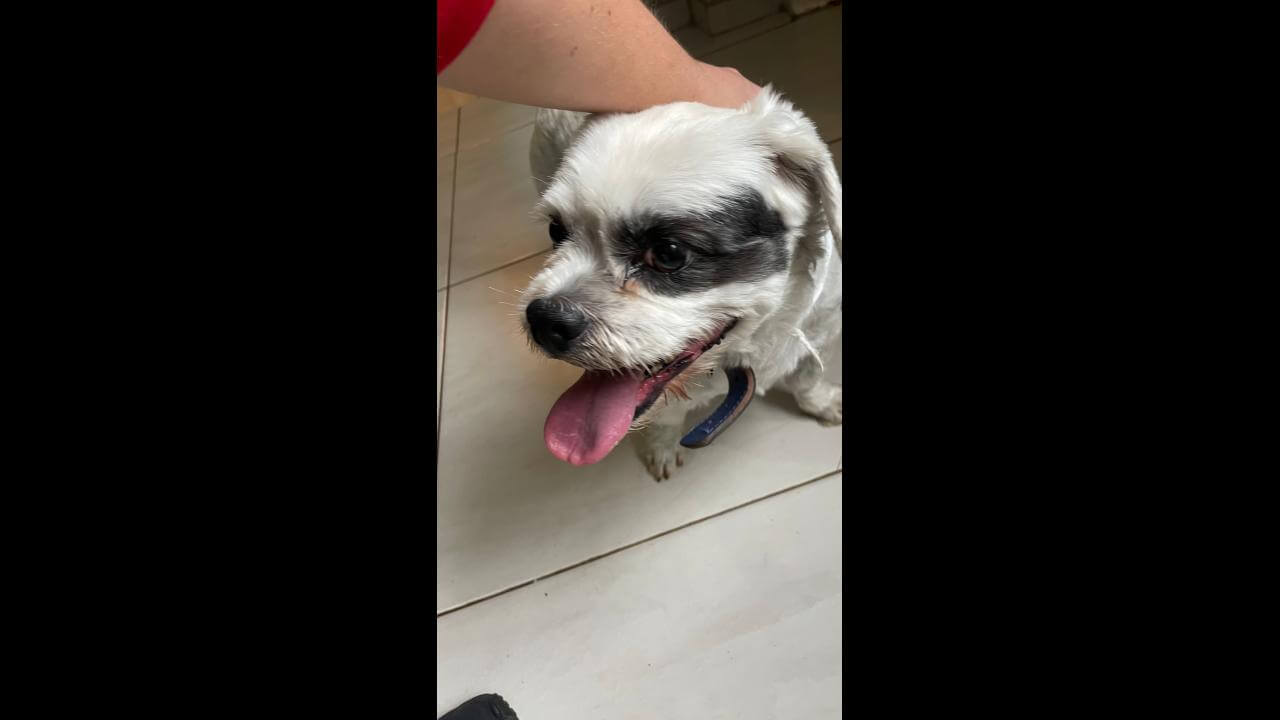 Cachorro é encontrado no bairro Centro