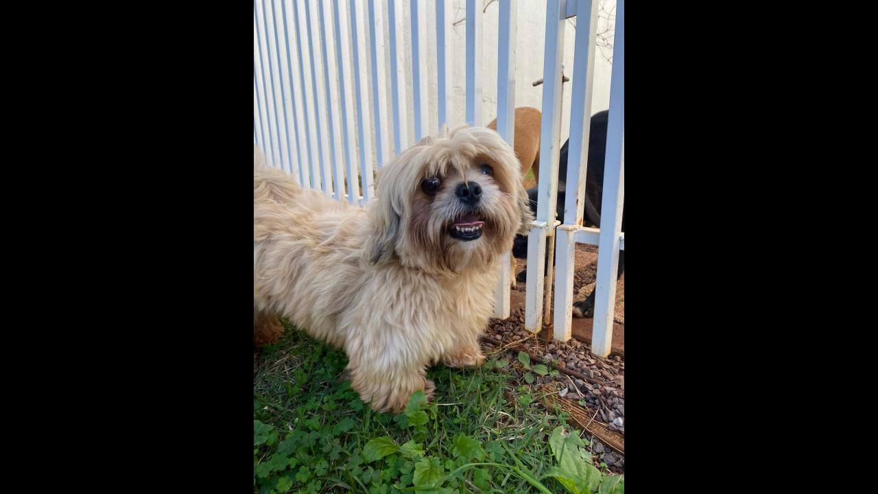 Cachorro é encontrado no bairro Maria Luiza