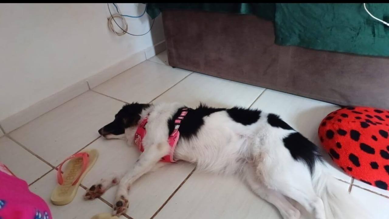Cachorra Eva desapareceu no bairro Floresta