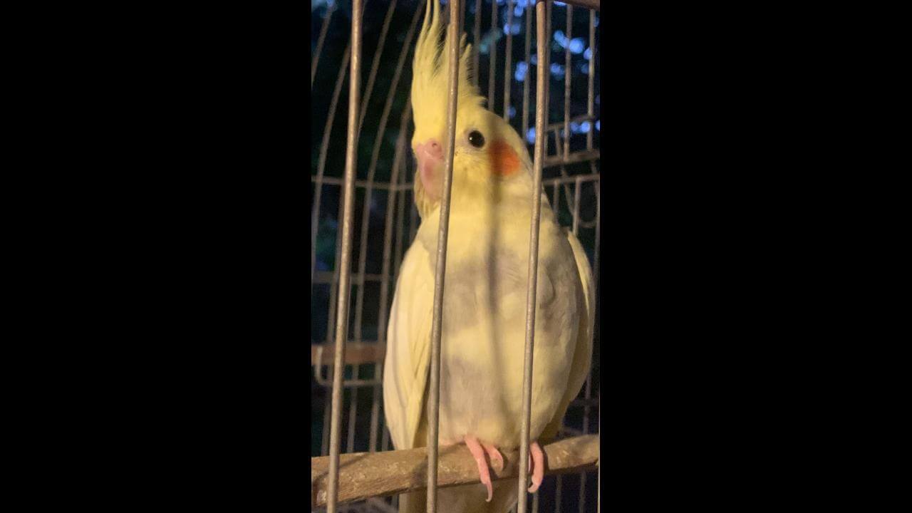 Calopsita Pipoca desapareceu no bairro Santa Felicidade