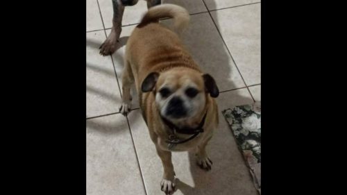 Cachorro Boby desapareceu no bairro Maria Luiza Cachorro Boby desapareceu no bairro Maria Luiza