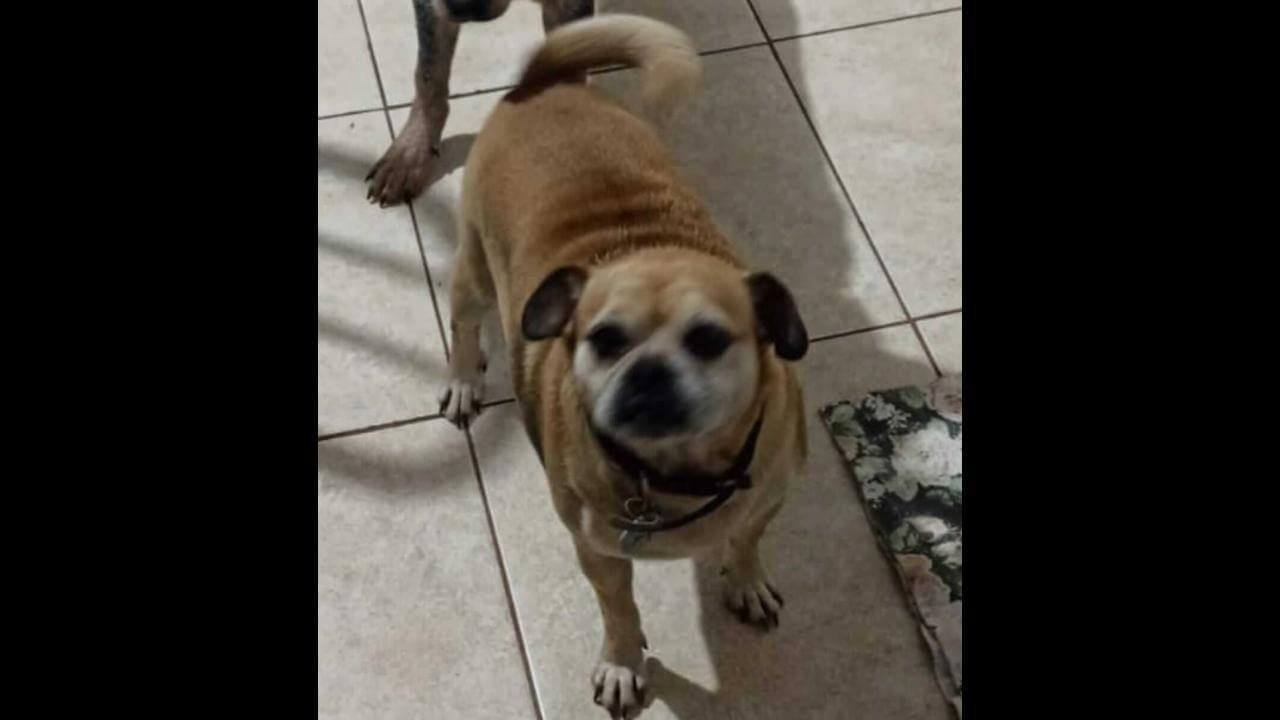 Cachorro Boby desapareceu no bairro Maria Luiza