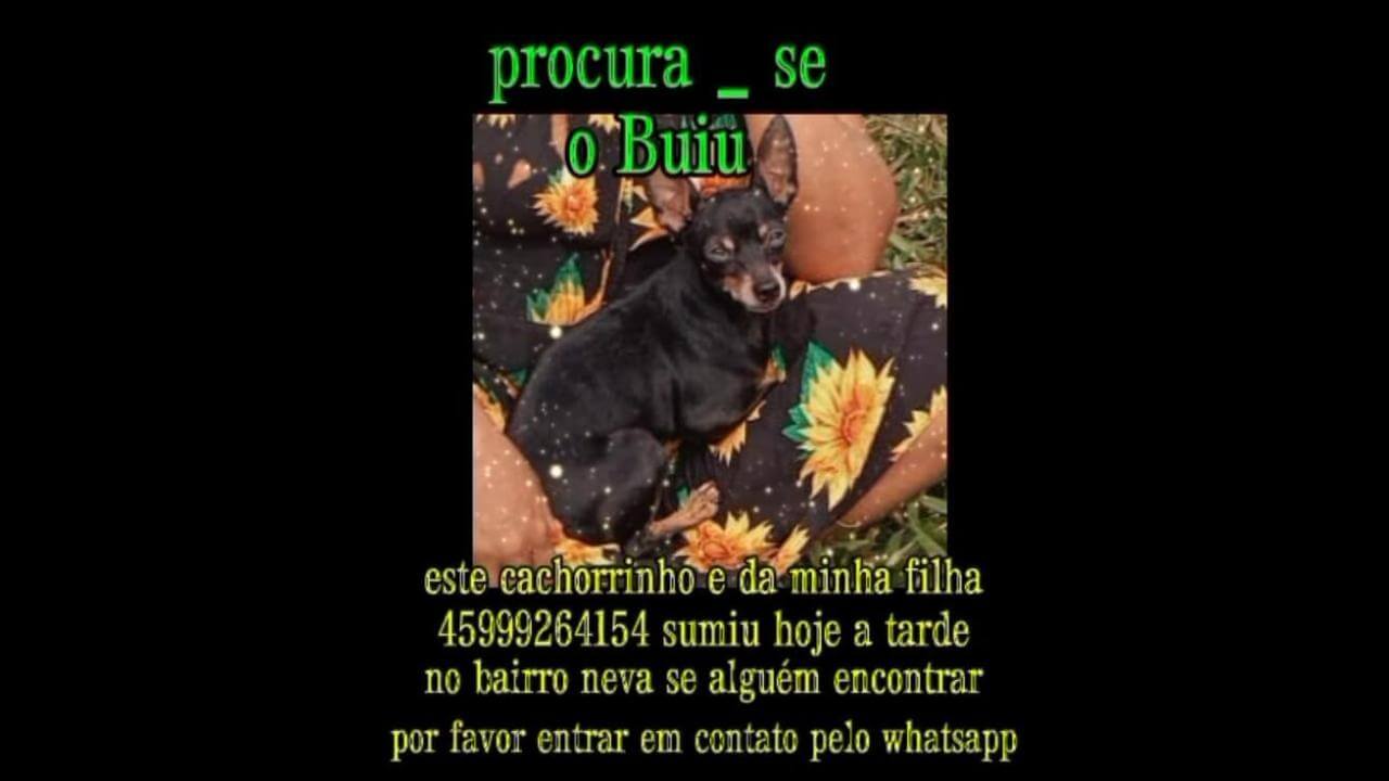 Cachorro Buiu desapareceu no bairro Neva