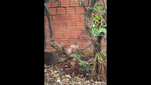 Galo é encontrado no bairro Brasília Galo é encontrado no bairro Brasília