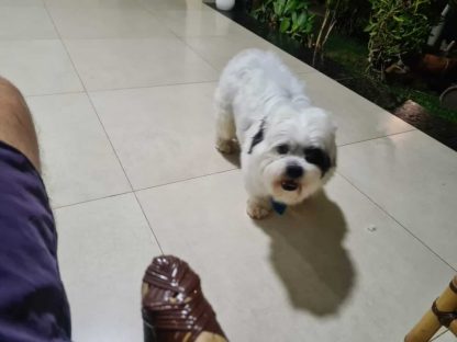 Cachorro Tobias desapareceu no bairro Centro Cachorro Tobias desapareceu no bairro Centro