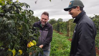IDR e UFPR testam alternativa para cultivo do maracujazeiro em busca de produtividade
