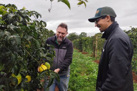 IDR e UFPR testam alternativa para cultivo do maracujazeiro em busca de produtividade Imagem referente a IDR e UFPR testam alternativa para cultivo do maracujazeiro em busca de produtividade