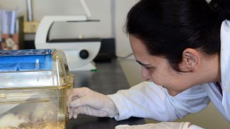 Tecidos feitos em laboratório podem aperfeiçoar testes de medicamentos