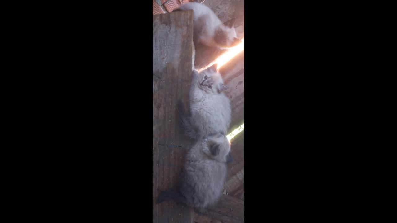 Gata desapareceu no bairro Interlagos