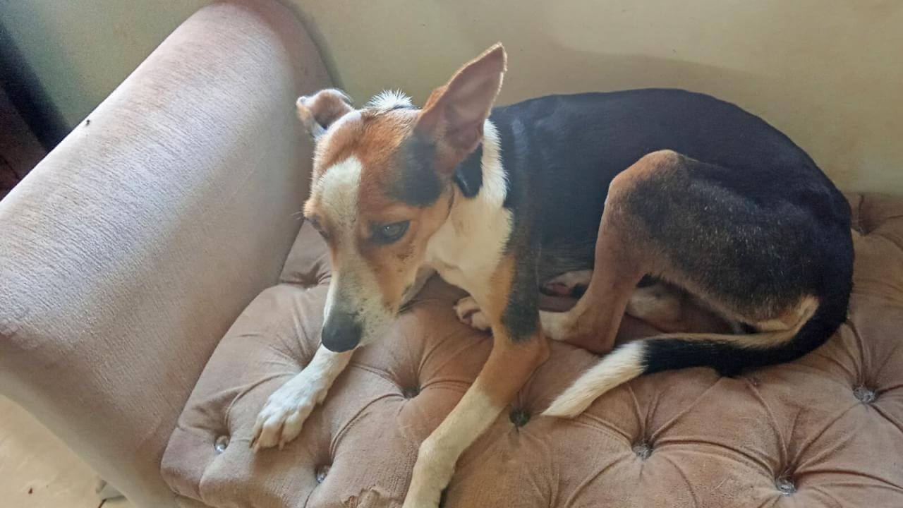 Cachorra é encontrada no bairro Cascavel Velho