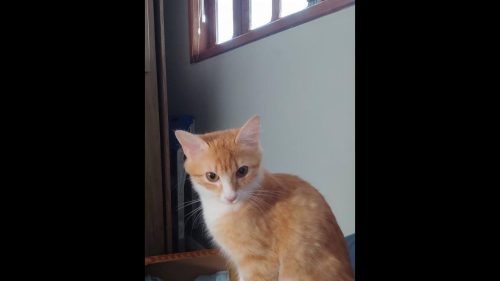Gata Rubi desapareceu no bairro Canadá Gata Rubi desapareceu no bairro Canadá