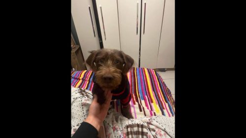 Cachorro Ferrugem desapareceu no bairro Clarito Cachorro Ferrugem desapareceu no bairro Clarito
