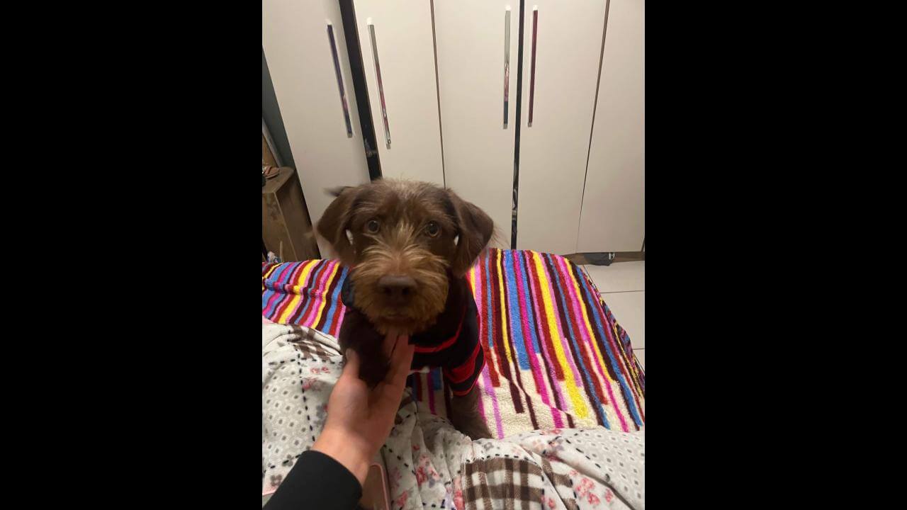 Cachorro Ferrugem desapareceu no bairro Clarito Cachorro Ferrugem desapareceu no bairro Clarito