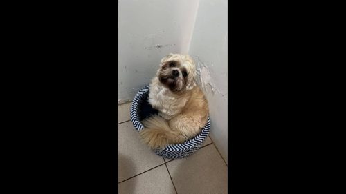 Cachorro Thor desapareceu no bairro Centro Cachorro Thor desapareceu no bairro Centro