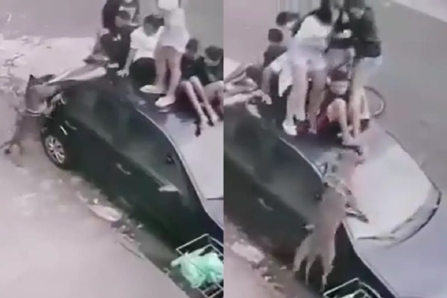Crianças e adolescentes sobem em carro para fugir de ataque de cão; vídeo