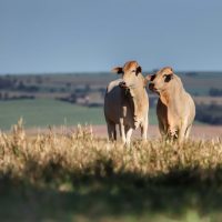 Imagem referente a Adapar orienta produtores sobre transporte de animais após País ganhar certificação internacional