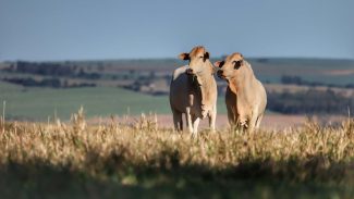 Adapar orienta produtores sobre transporte de animais após País ganhar certificação internacional