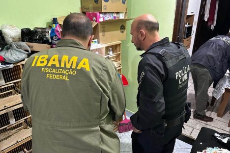 PCPR deflagra operação para desarticular um dos maiores grupos de tráfico internacional de animais do País Imagem referente a PCPR deflagra operação para desarticular um dos maiores grupos de tráfico internacional de animais do País