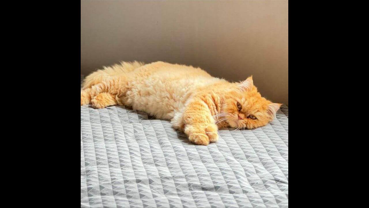Gato Menininho desapareceu no bairro Tropical II