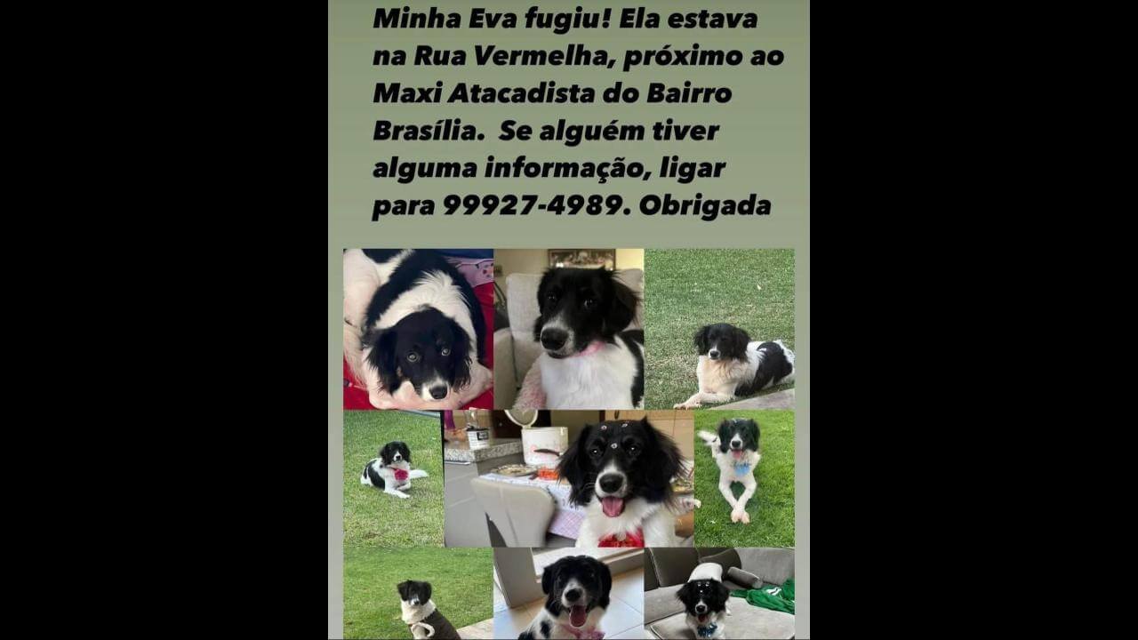 Cachorra Eva desapareceu no bairro Floresta