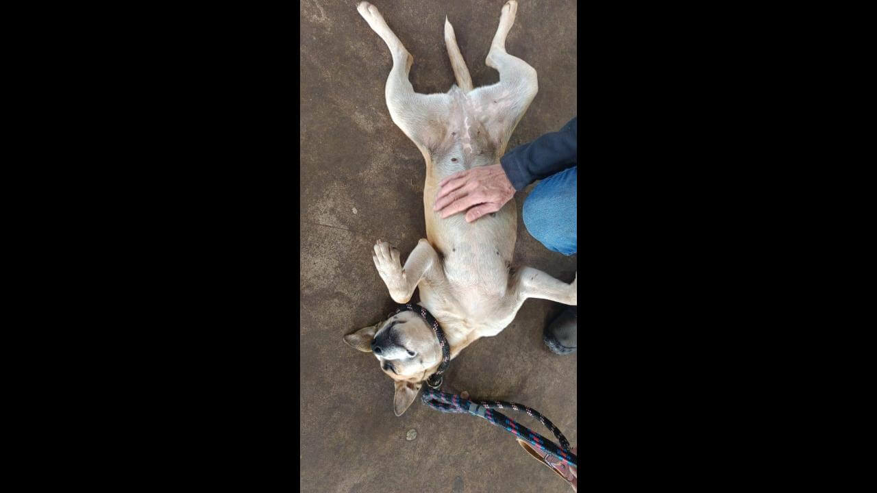 Cachorra é encontrada no bairro Parque Verde