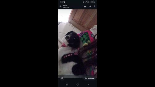 Cachorra é encontrada no bairro Brasília Cachorra é encontrada no bairro Brasília