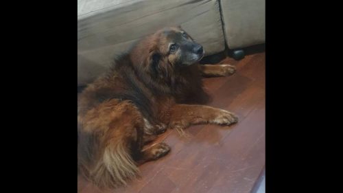 Cachorro Leão desapareceu no bairro Coqueiral Cachorro Leão desapareceu no bairro Coqueiral