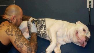 Governo sanciona lei que proíbe tatuagens e piercings em cães e gatos