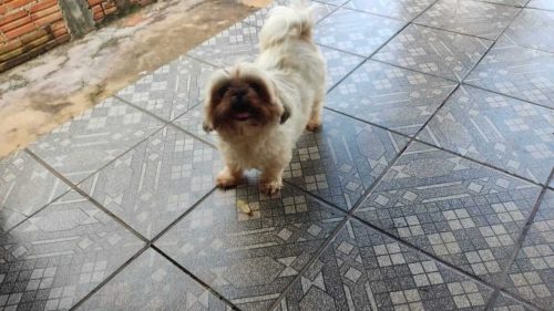 Cachorra é encontrada no bairro Periolo Cachorra é encontrada no bairro Periolo