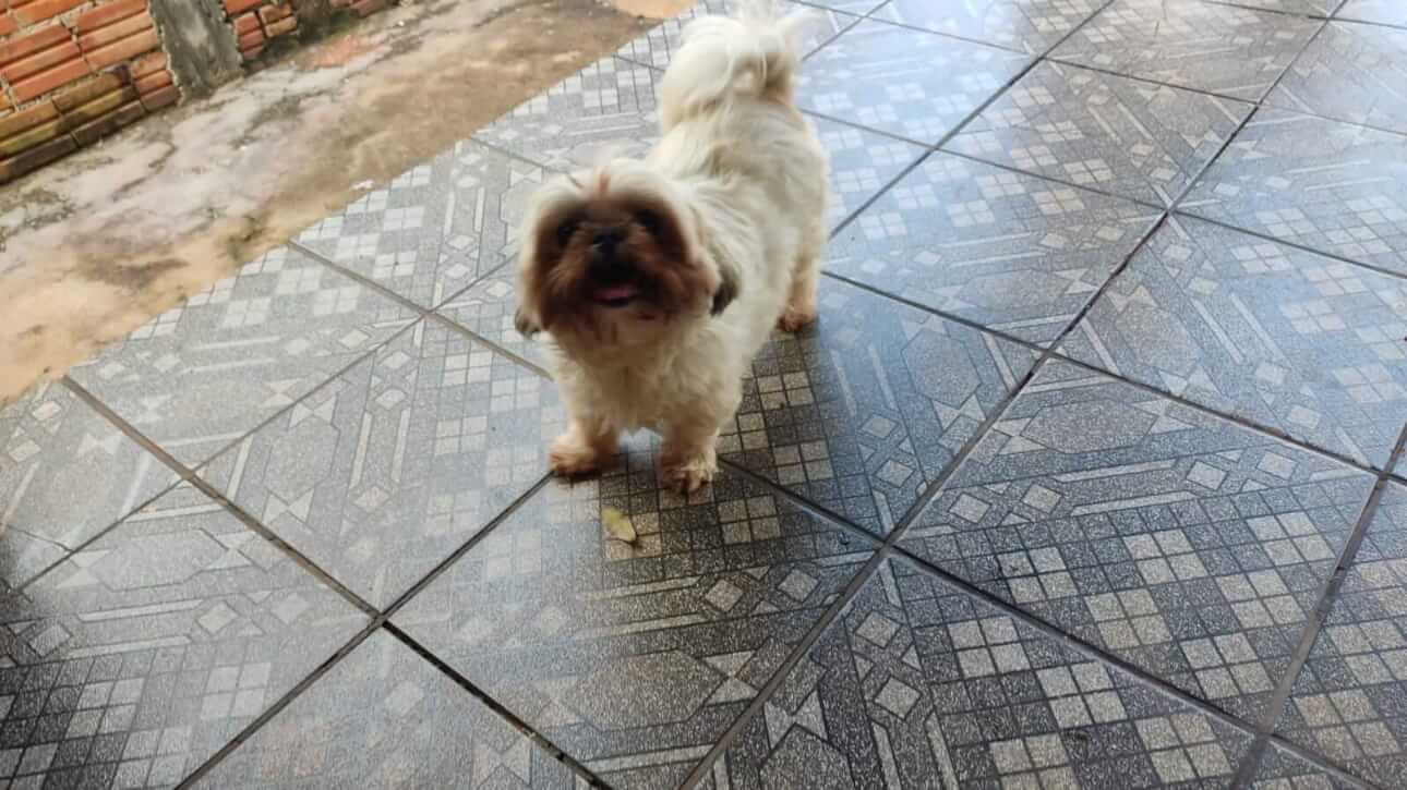 Cachorra é encontrada no bairro Periolo
