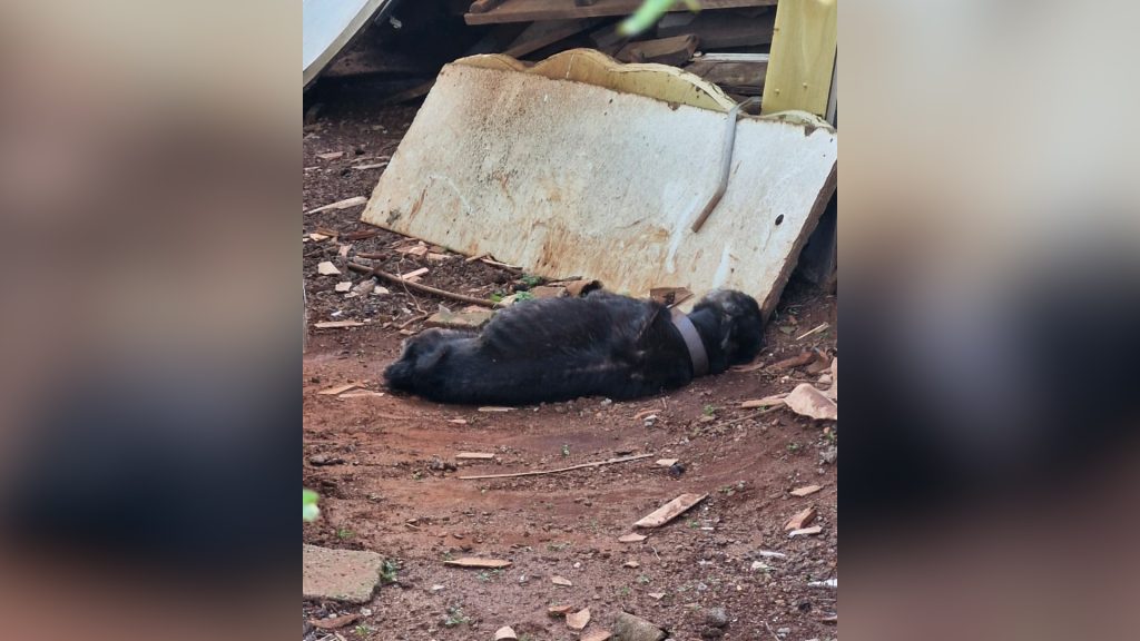 Maus-tratos a animais: Cão é encontrado em condições aterrorizantes em Cascavel
