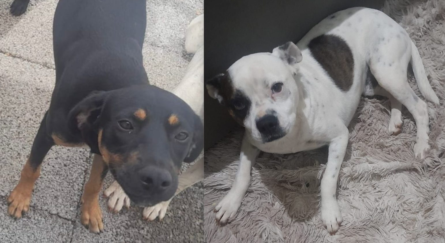 Cachorro Will e Théo desapareceu no bairro Universitário
